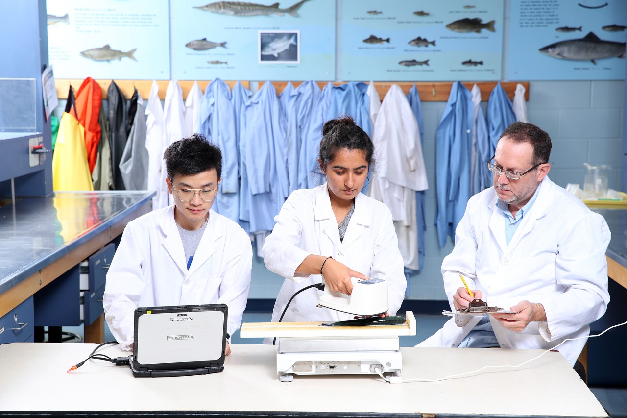 Two students and an instructor in lab coats working at a desk. One student types on a laptop, while the other uses an instrument to take a reading of a fish while the instructor looks on. There is a row of labcoats hanging from hooks in the background, with posters of fish above them.