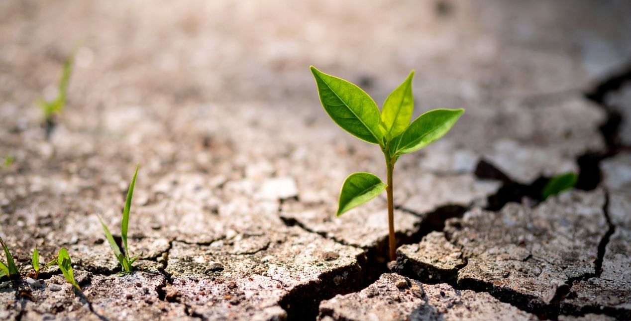 A small green sprout emerging from a crack in dry soil.
